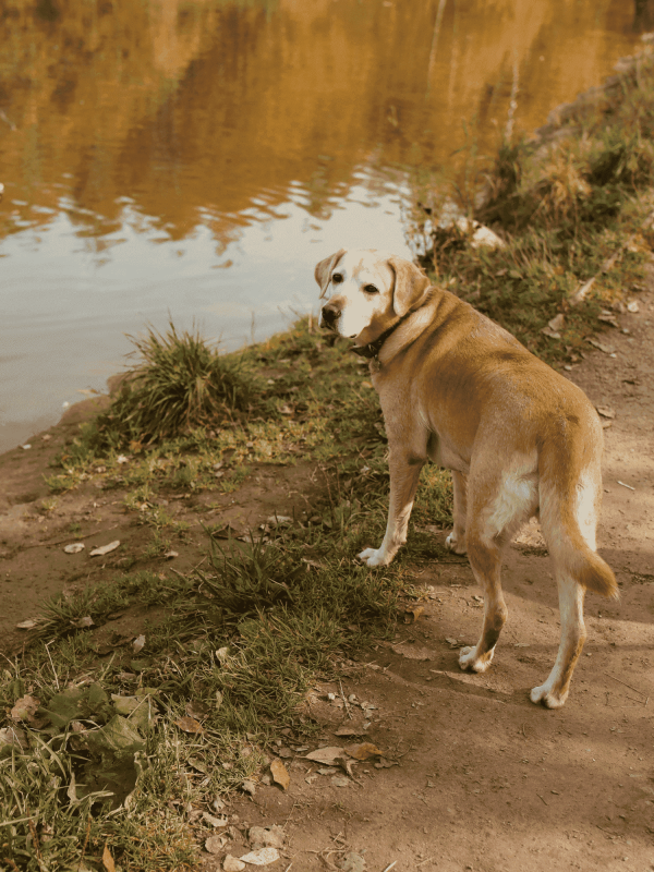 Dog by Lake
